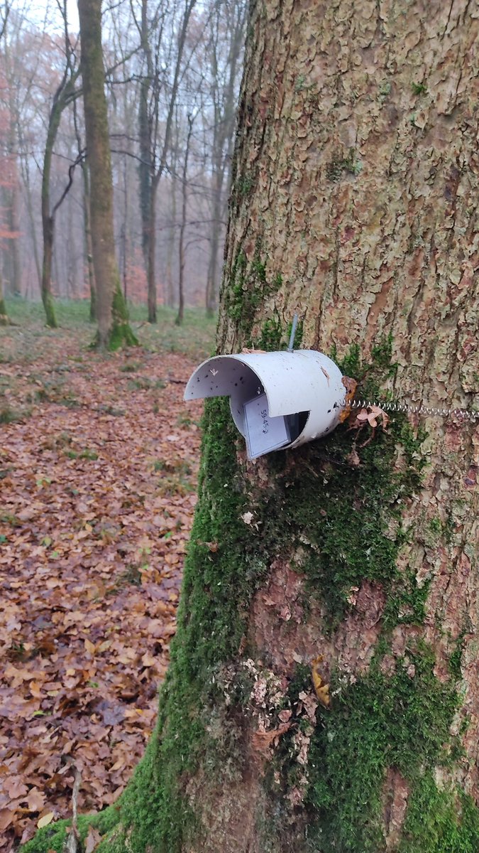 ForMicroclimate's tweet photo. We just spent a great day in @foretdemormal for a joint seminar between the #IMPRINT and the #FORMICA team! Thanks again for all the nice presentations and rich discussions 💬
Long live #ForestMicroclimate research! https://t.co/XsGlDNDbaP