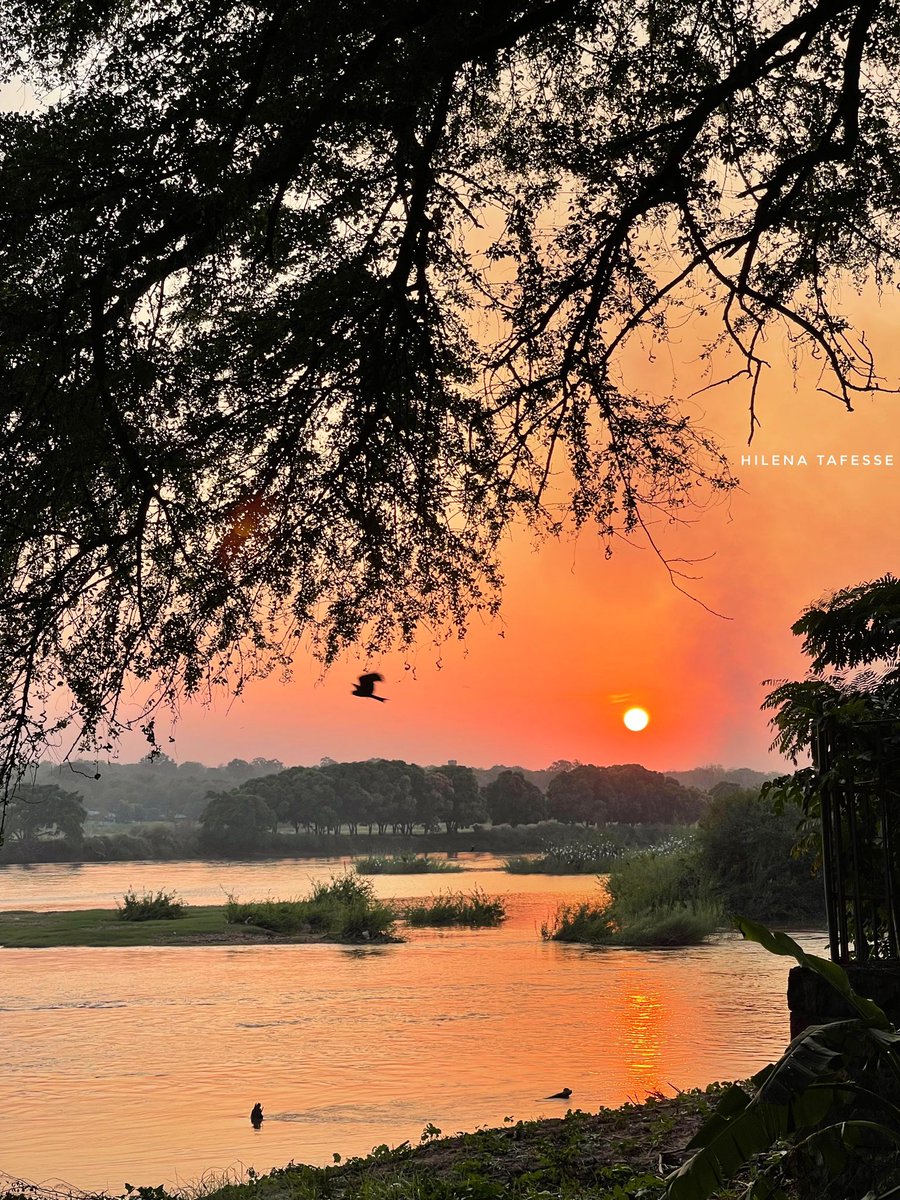 HilenaTafesse's tweet photo. I can’t get enough of Gambella’s sunset 🧡

#Ethiopia 
#ETH🇪🇹 https://t.co/Nry8zzF2Bb