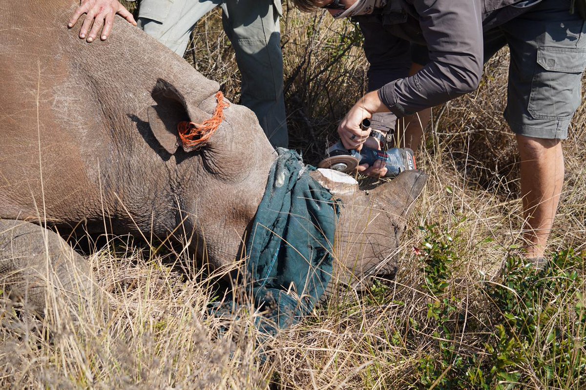izeleHQ's tweet photo. Dr Rowan Leeming assists @EZMVELOKZNWild with Rhino ear notching & fitting horn transmitters. Both vital monitoring tools. Photos: Vanessa Duthe.
See Wildlife ACT’s Izele page for details: https://t.co/ke4vVRy14b @WWFSouthAfrica @AfricanVets #conservationbeyondborders #rhinos https://t.co/RrhNbYVZAv