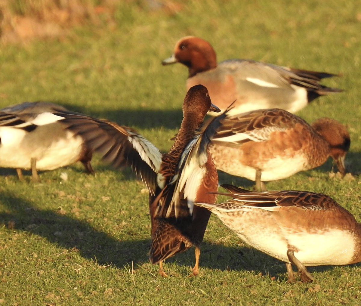 SHG123123's tweet photo. A few photos of the Cinnamon Teal from yesterday @Wintersett1 @Barnsleybsg @WakeyBirders @BirdDoncaster https://t.co/1hru2X7PYU