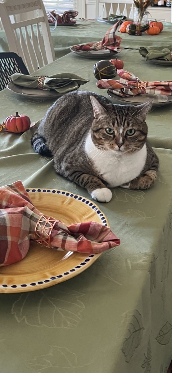 MrsWaltzer's tweet photo. This cat got banished real fast. No turkey for you! #newgrumpycat https://t.co/HAOyI8Ppui