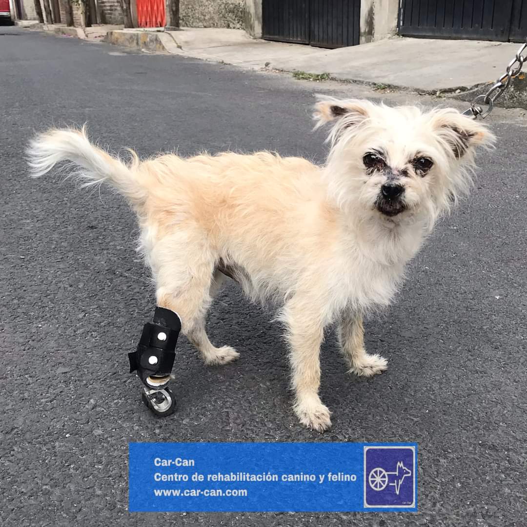 Cumplimiento a Mentalidad ciclo car-can on Twitter: "Protesis para perros y gatos, pioneros en México. https://t.co/yG7sZ1gNwm https://t.co/gA1hukAkDw" / Twitter Cumplimiento a Mentalidad ciclo car-can on Twitter: "Protesis para perros y gatos, pioneros en México. https://t.co/yG7sZ1gNwm https://t.co/gA1hukAkDw" / Twitter