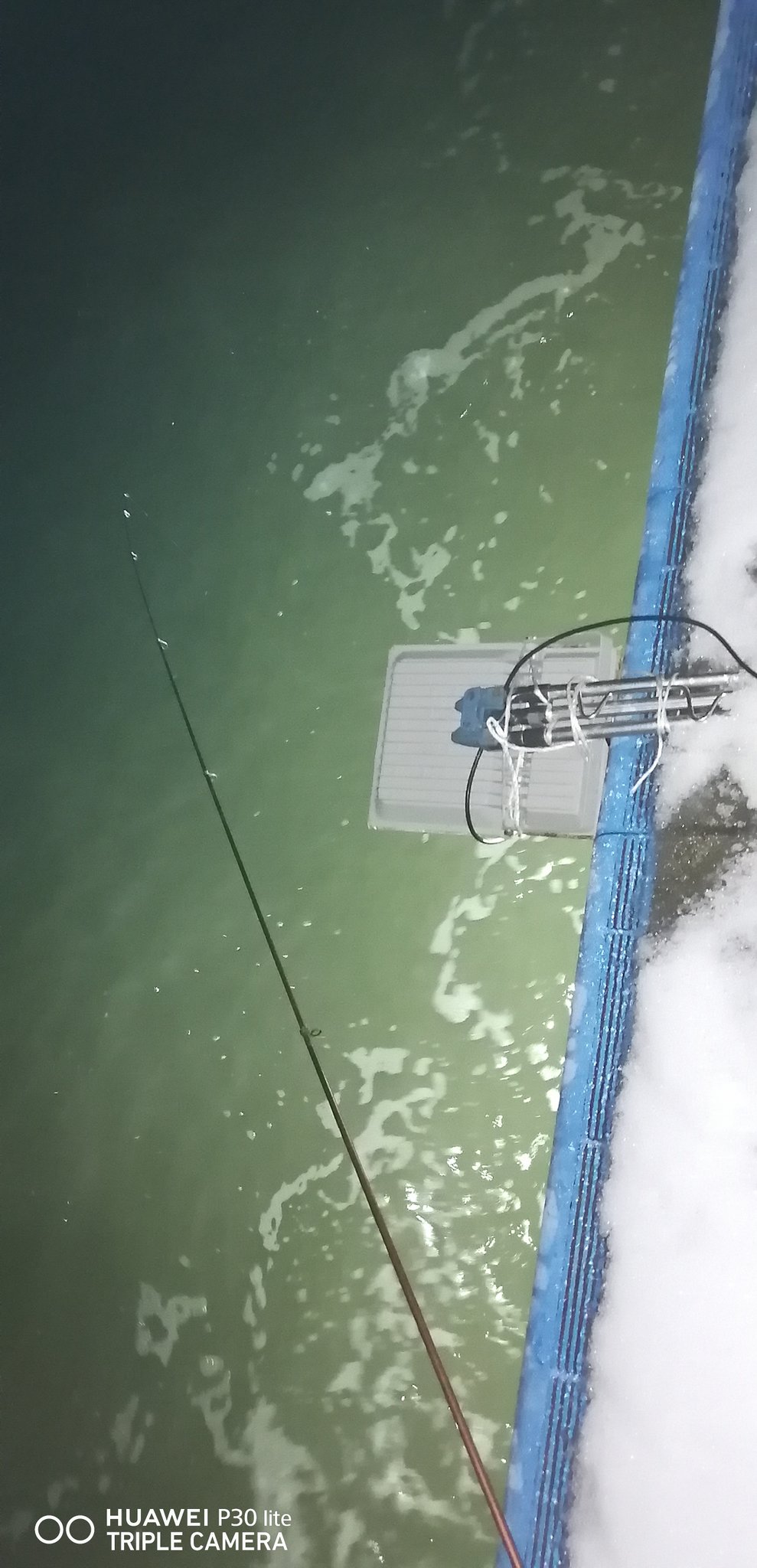 ウサギアイナメ C8oymcw2awfkbh5 Twitter