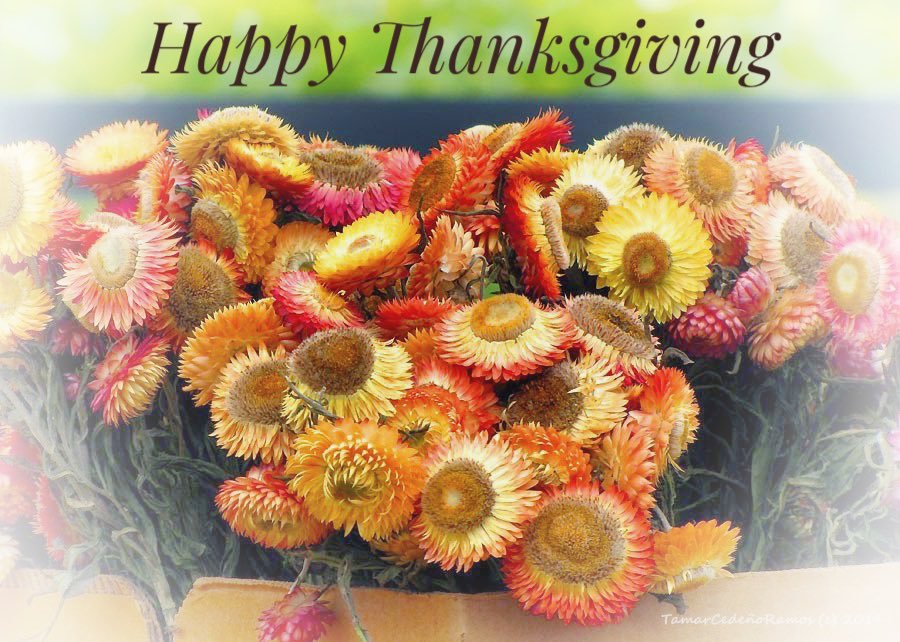 PhotosByTamar's tweet photo. Happy Thanksgiving! Feliz Día de Acción de Gracias. #gratitude #gratitud #grateful https://t.co/qjvEjcDKd1
