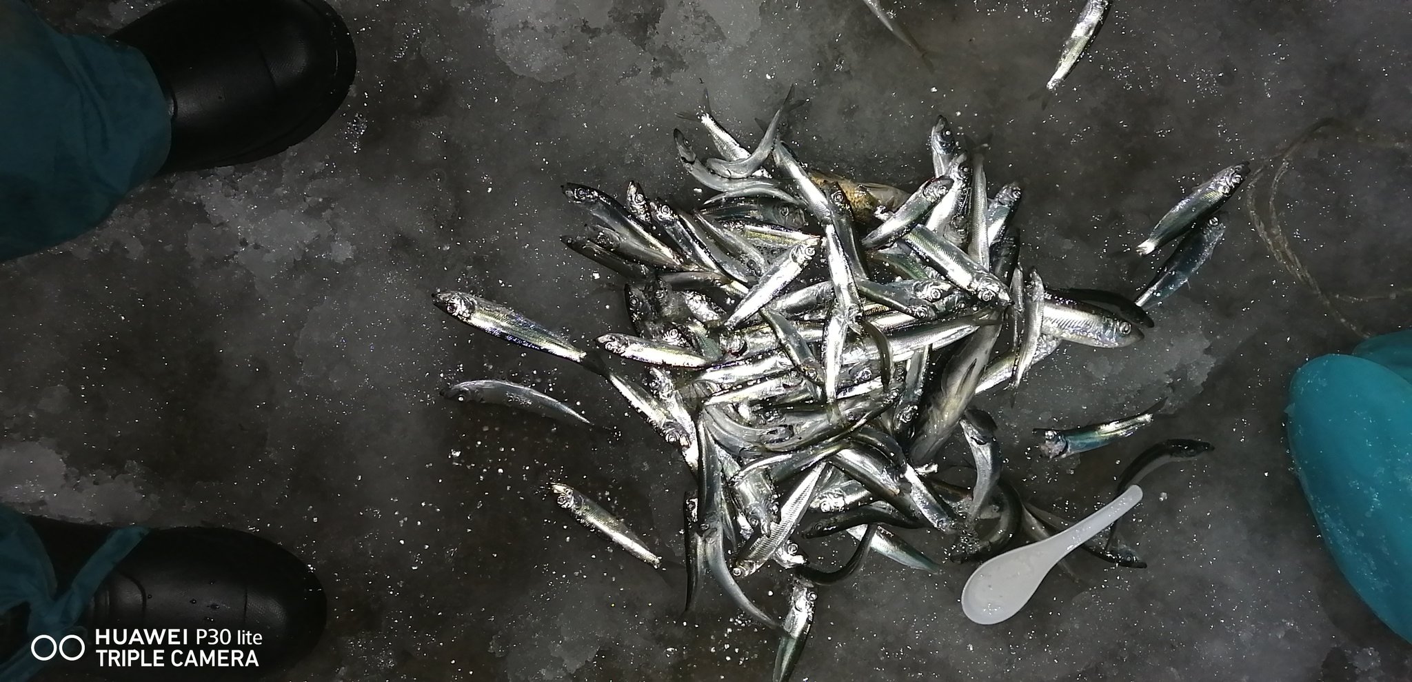 ウサギアイナメ C8oymcw2awfkbh5 Twitter