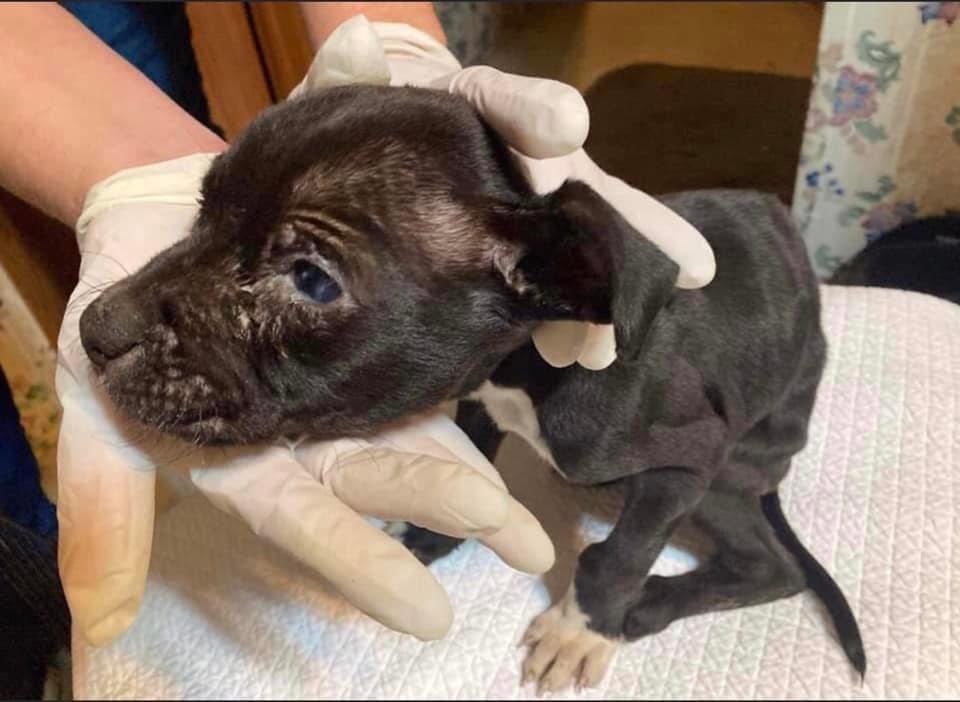TNProverbs1210's tweet photo. A tiny angel came to us today, now named Moana. She was found with her deceased owner who had passed two to four weeks ago. How she survived is a miracle. She is with our asst director on fluids, small meals, and 24 hour care. 
#HelpingHIShelpless
https://t.co/OoXGHftDun https://t.co/OJlyGmH05c