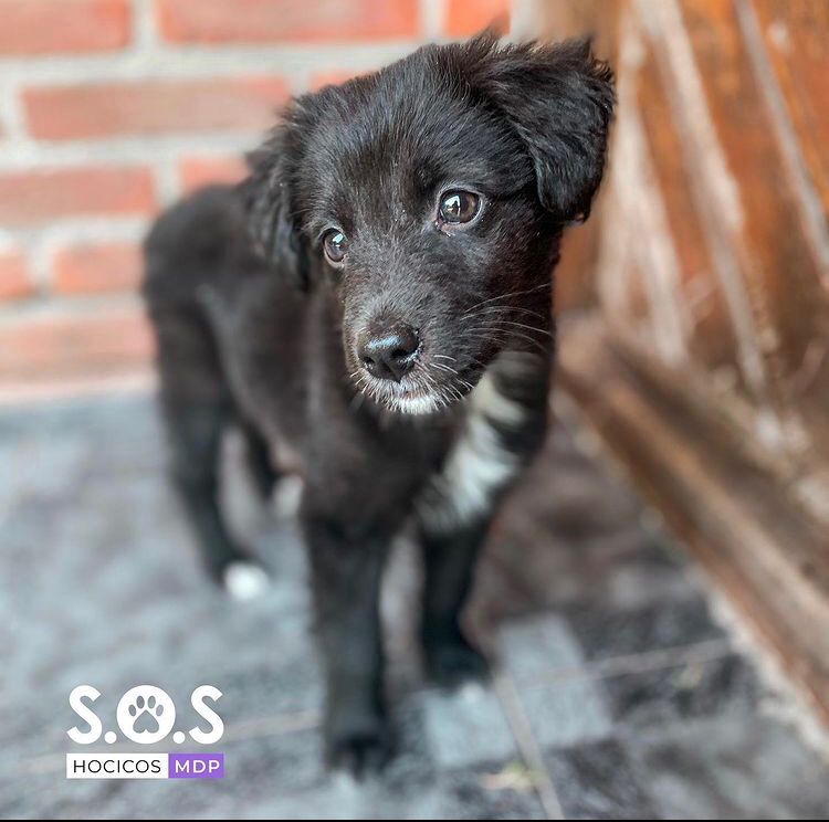 delfinafreiria's tweet photo. EN ADOPCIÓN 
Kansas tiene 2 meses, fue rescatado, lo tiraron en una plaza c sus hermanos y todavía nadie pregunta por el🥺. Es superrr mimoso, está desparasitado y está buscando un hogar

📍mdq https://t.co/wbE8McnNfm