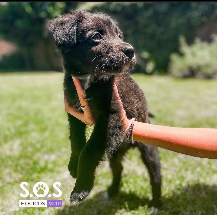 delfinafreiria's tweet photo. EN ADOPCIÓN 
Kansas tiene 2 meses, fue rescatado, lo tiraron en una plaza c sus hermanos y todavía nadie pregunta por el🥺. Es superrr mimoso, está desparasitado y está buscando un hogar

📍mdq https://t.co/wbE8McnNfm