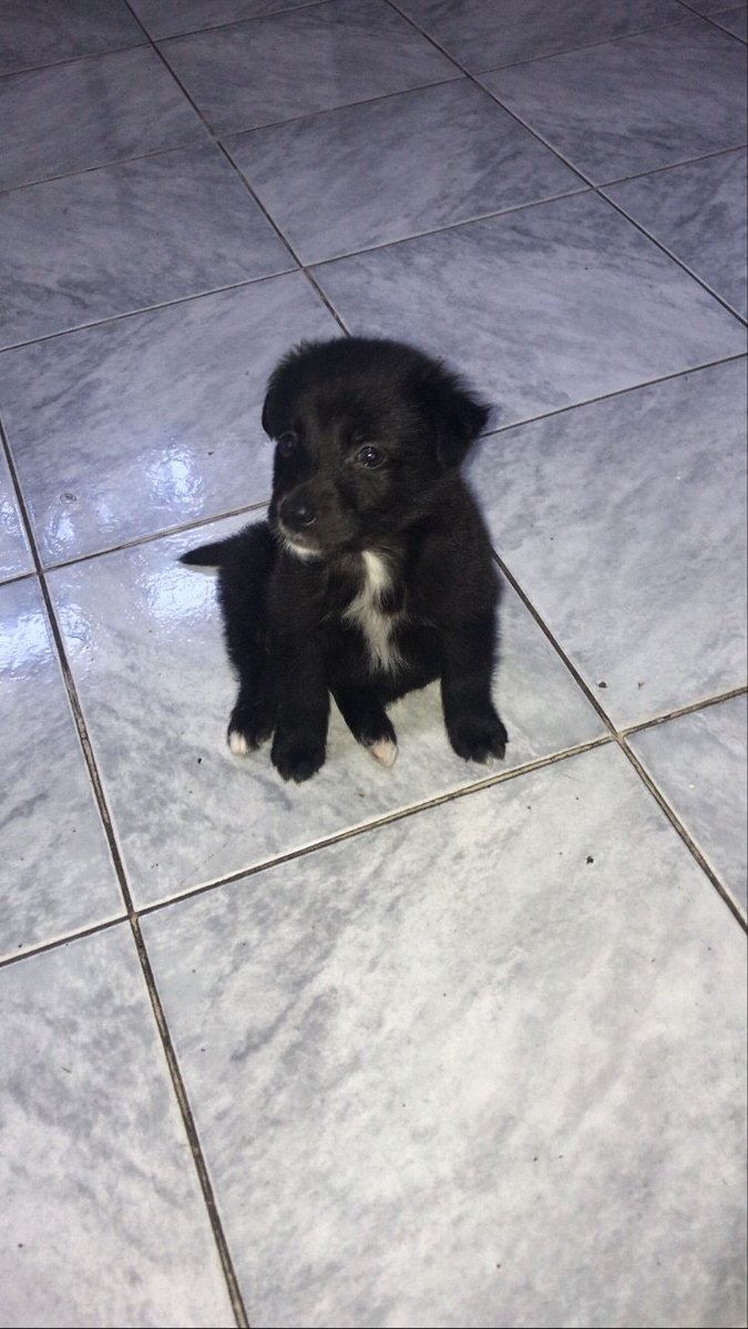 delfinafreiria's tweet photo. EN ADOPCIÓN 
Kansas tiene 2 meses, fue rescatado, lo tiraron en una plaza c sus hermanos y todavía nadie pregunta por el🥺. Es superrr mimoso, está desparasitado y está buscando un hogar

📍mdq https://t.co/wbE8McnNfm