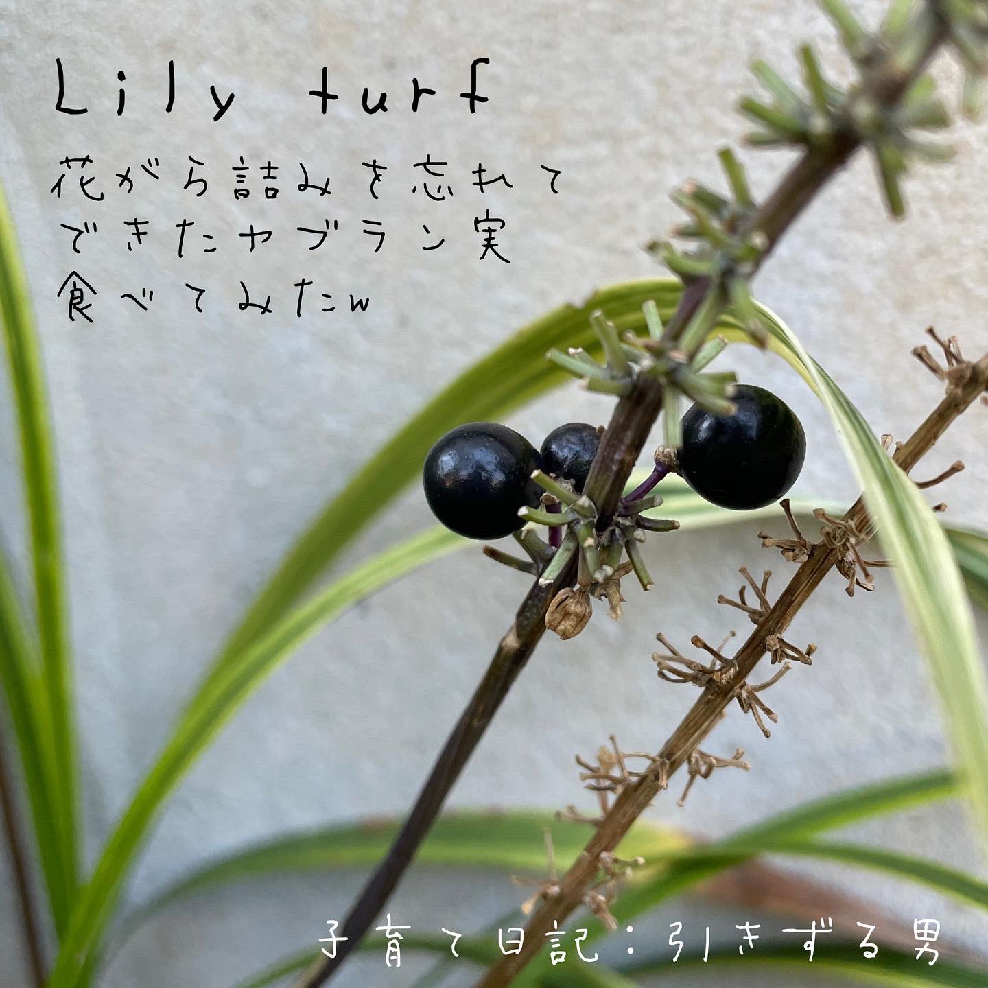 Tweets With Replies By ちーこ 無農薬 有機野菜果物の三常農園 Farmsanjo Twitter