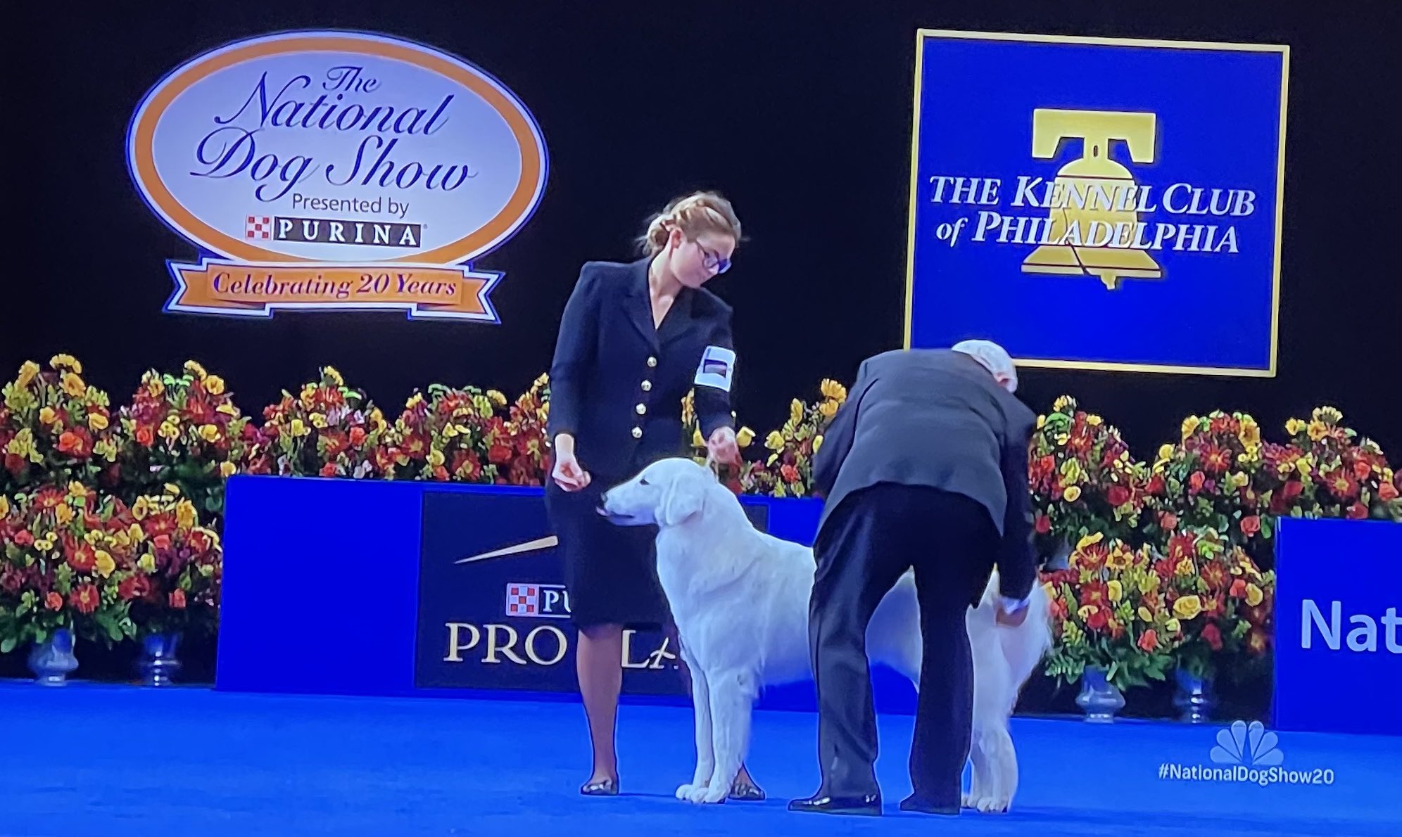 What Is The Prize For The National Dog Show