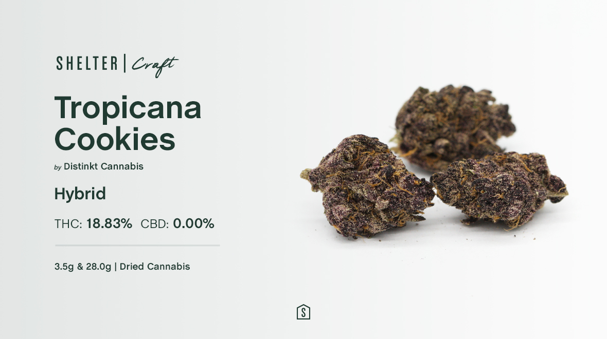 Tropicana Cookies by <a href="/DistinktC/">DISTINKT cannabis</a> is a beautiful, deep purple flower that lures you in with lavender &amp; orange aromas 🍊🌸
Naturally smaller, these dense, hand-trimmed buds originate from everyone's favourite GSC, crossed with Tangie! bit.ly/3CWGGds