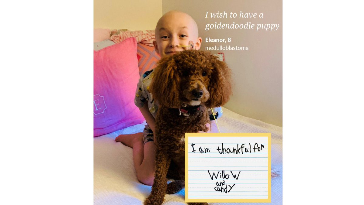 Happy Thanksgiving! Our hearts are full of gratitude for the caring, generous community of supporters who make life-changing wish experiences possible for our wish children and their families -- like Eleanor, who is thankful for her Make-A-Wish pup named Willow! <a href="/MakeAWishMassRI/">Make-A-Wish Mass RI</a>