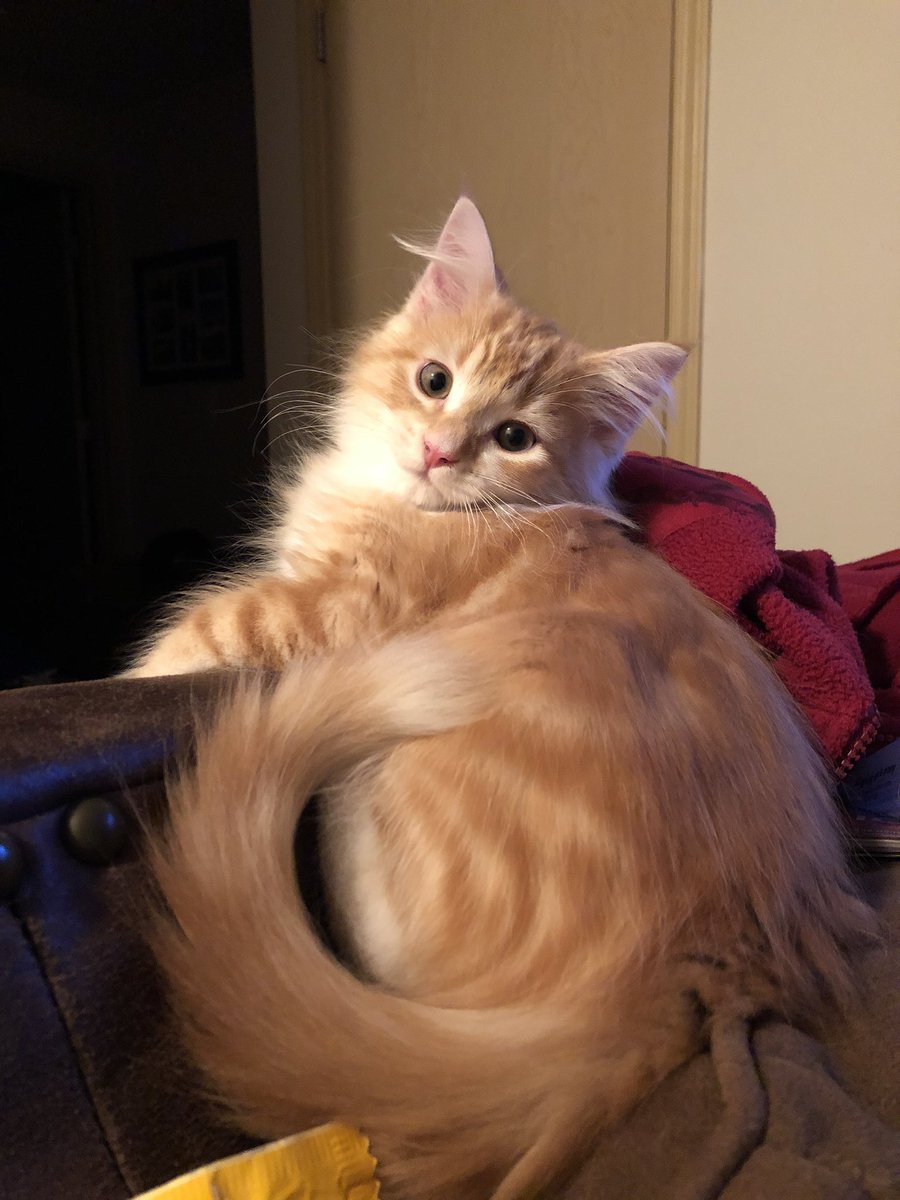 Blank_Lady_'s tweet photo. Just wanted to show my cute little boy #kittens #pets https://t.co/x1lUPPjAee