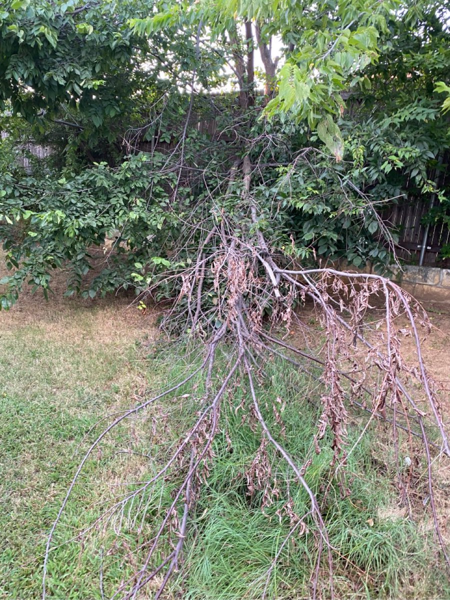 KingreenServ's tweet photo. A little trim. #treetrimming #landscape #treepruning #landscaping #denton https://t.co/tXIb3cu8K0
