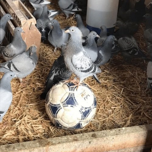 bhavss14's tweet photo. Antonio Conte’s Tottenham. https://t.co/fFRilZJGXm
