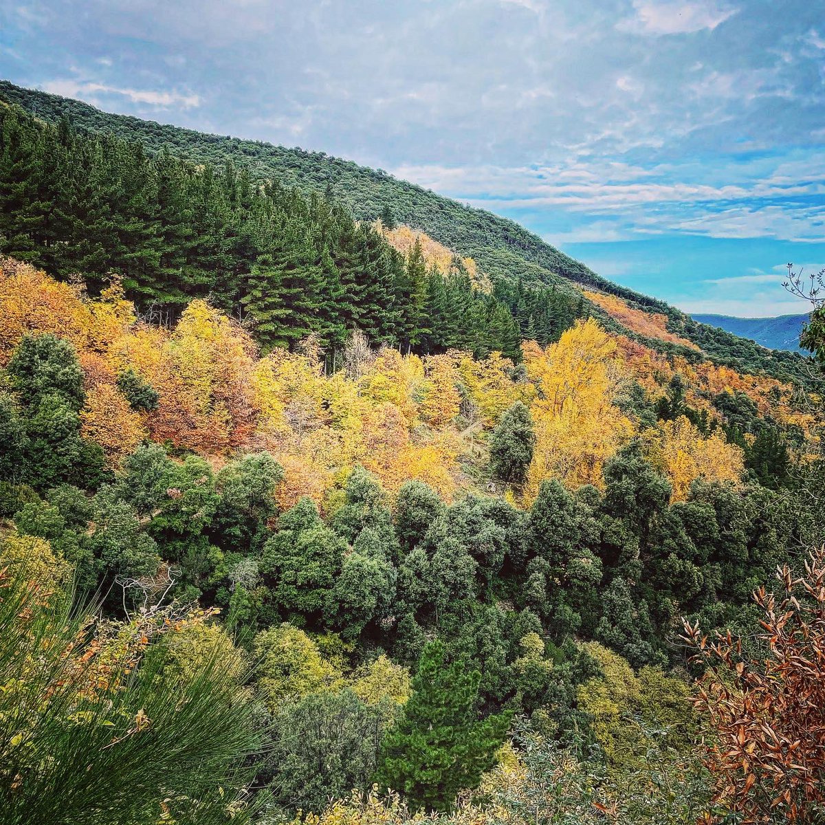 entrearbres's tweet photo. 🍂🍁 La 🅣🅐🅡🅓🅞🅡 és una de les 4 estacions de l’any de les zones temperades.

✨Astronòmicament comença amb l’𝕖𝕢𝕦𝕚𝕟𝕠𝕔𝕔𝕚 𝕕𝕖 𝕥𝕒𝕣𝕕𝕠𝕣 i acaba amb el 𝕤𝕠𝕝𝕤𝕥𝕚𝕔𝕚 d’𝕙𝕚𝕧𝕖𝕣𝕞.

🌧És una època de precipitacions i de descens ⬇️🌡progressiu de la temperatura. https://t.co/zY9dkyXfCQ