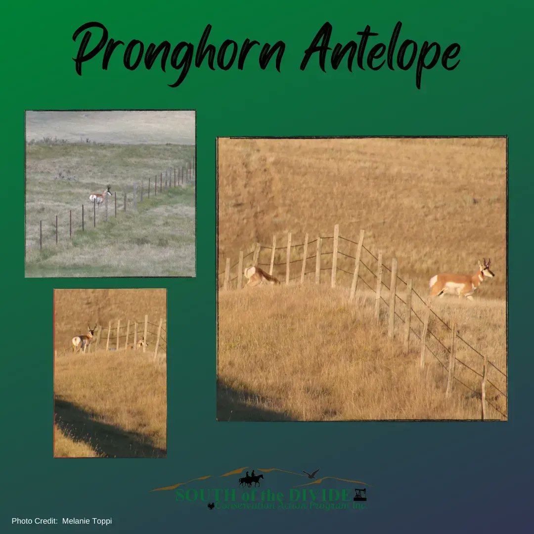 SODCAPInc's tweet image. Unlike deer, Pronghorn do not jump! Fences can create barriers during migration or when trying to escape a predator. A low wire can also cut the pronghorn's back and the scratch can become infected.
#nativeprairie 
#conservation
#morethanjustranching