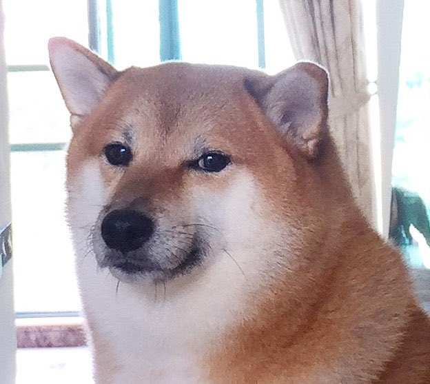 el pesado del chihuahua tweet media