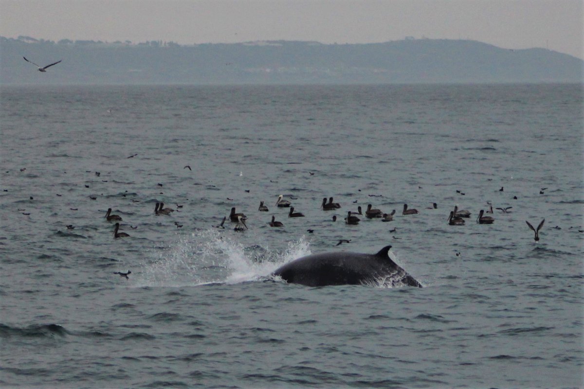 SDWhaleWatch's tweet photo. Happy Thanksgiving! Hope you are enjoying the feasting festivities! #Whales, #dolphins, #sealions and #seabirds all show up for the party! #fishisonthemenu for these guys, what are you eating today?

📷 Naturalist Ryan

#sdwhalewatch #thanksgiving #gather #thankful #feedingfrenzy https://t.co/dcK9FlhJfy