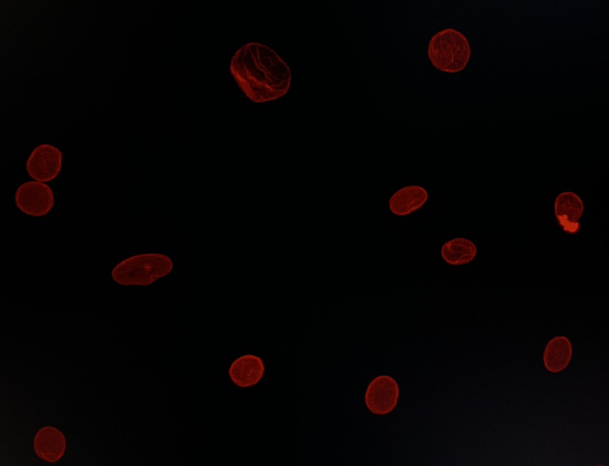 leticyamelos's tweet photo. Our macrophages are already in the Christmas mood. https://t.co/zHcVghbp1C