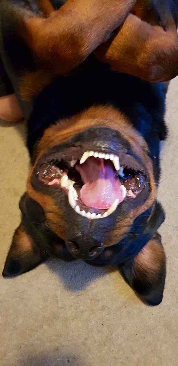 RachaelPage's tweet photo. Bat dog, Rocky ❤️💕
#patricksing #rottweiler #batdog https://t.co/8gsIw3jGit