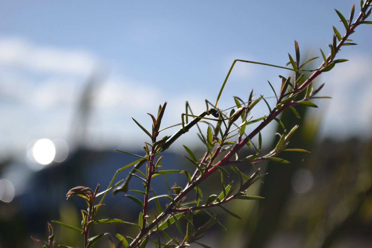 wednesday__d's tweet photo. Released my #StickBugs into the wild this morning! It has been a pleasure watching them grow up over lockdown and now they can enjoy the sunshine and an all-you-can-eat bush of manuka!
#Entomology #StickInsects https://t.co/pGLljOiWFB