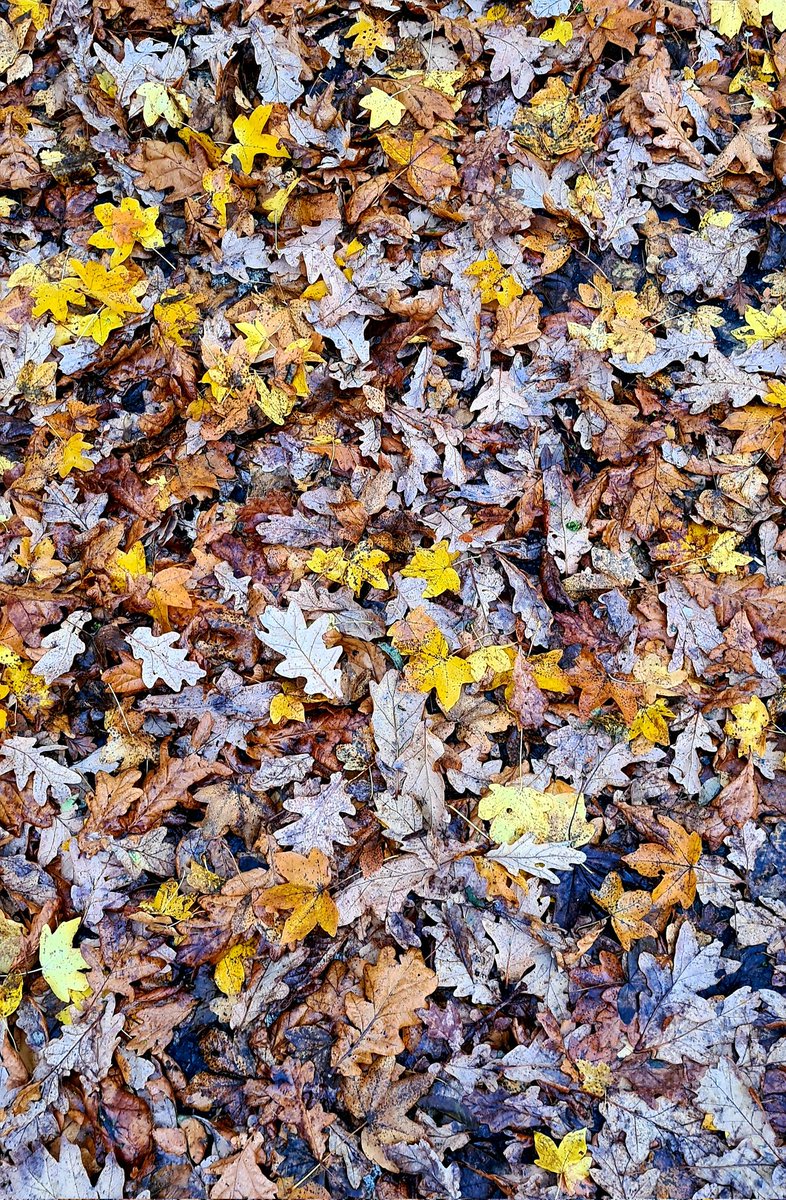 Lesley Milnes (@itsjustlel) on Twitter photo Some lovely Autumnal photos from work, around <a href="/TheSainsburyLab/">The Sainsbury Laboratory</a> grounds ๐ it's very pretty โค Some lovely Autumnal photos from work, around <a href="/TheSainsburyLab/">The Sainsbury Laboratory</a> grounds ๐ it's very pretty โค