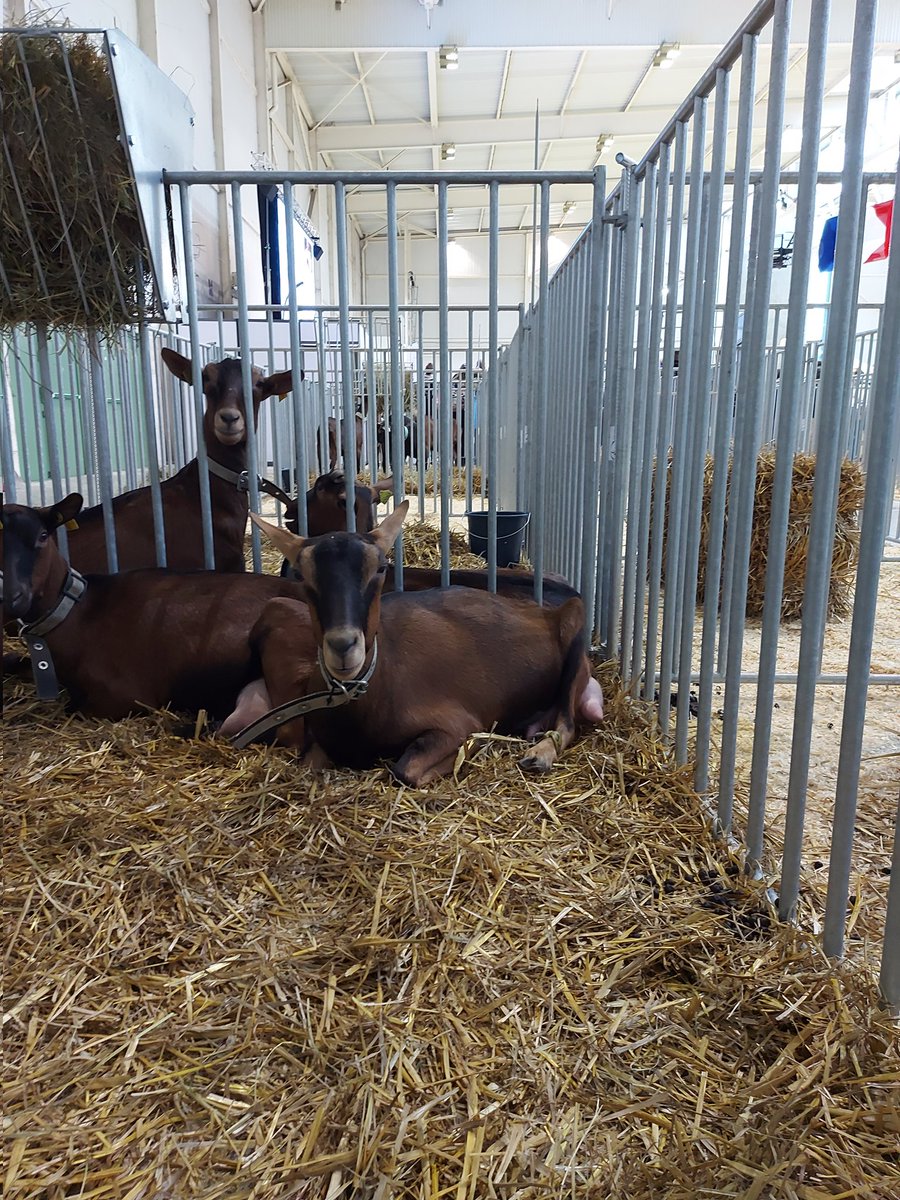Une belle journée et de belles rencontres à capr'inov pour le directeur de la #mfrcfapouzauges des jeunes, des maîtres d'apprentissage, des administrateurs, des chèvres ...