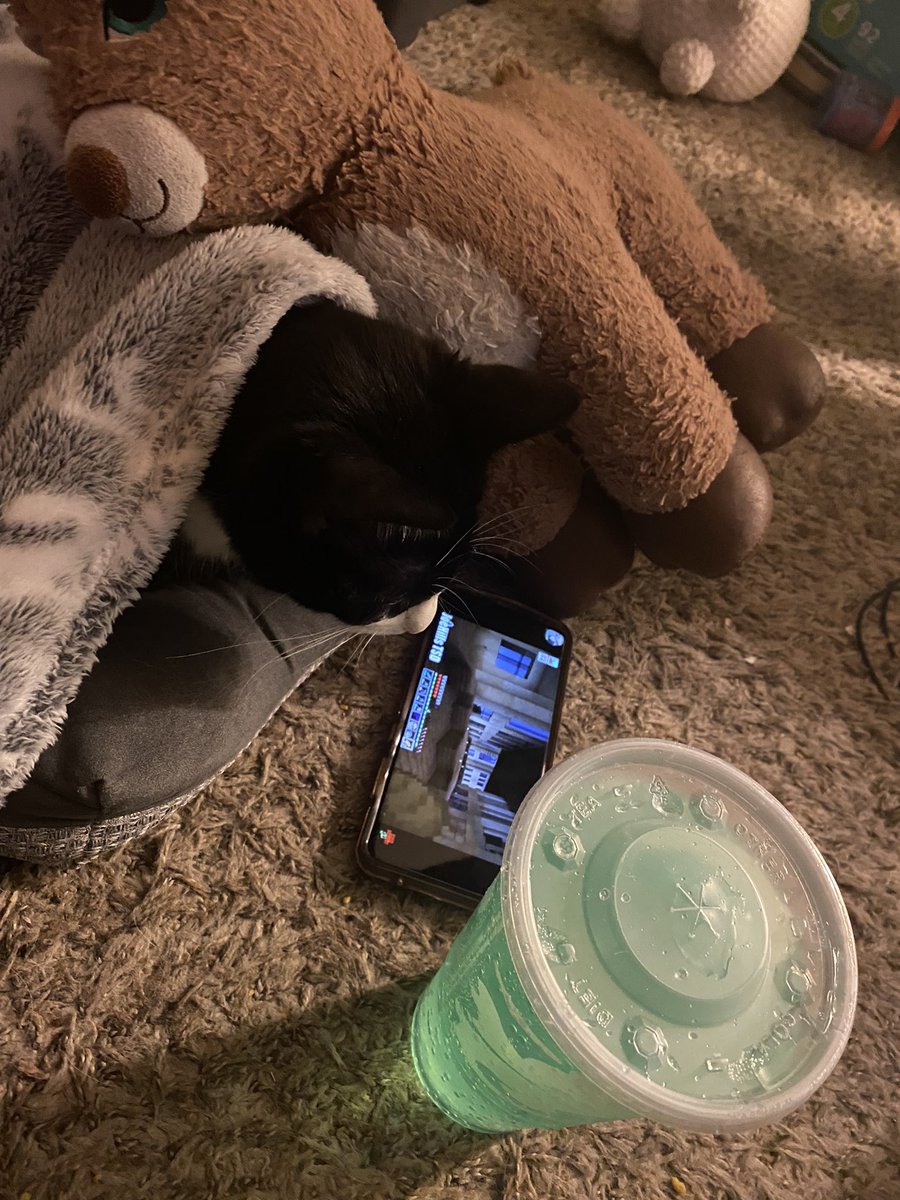 RunningFromNow's tweet photo. @GTWScar Sending healing vibes! Here’s my cat warning Hermitcraft https://t.co/QisfnRdWow