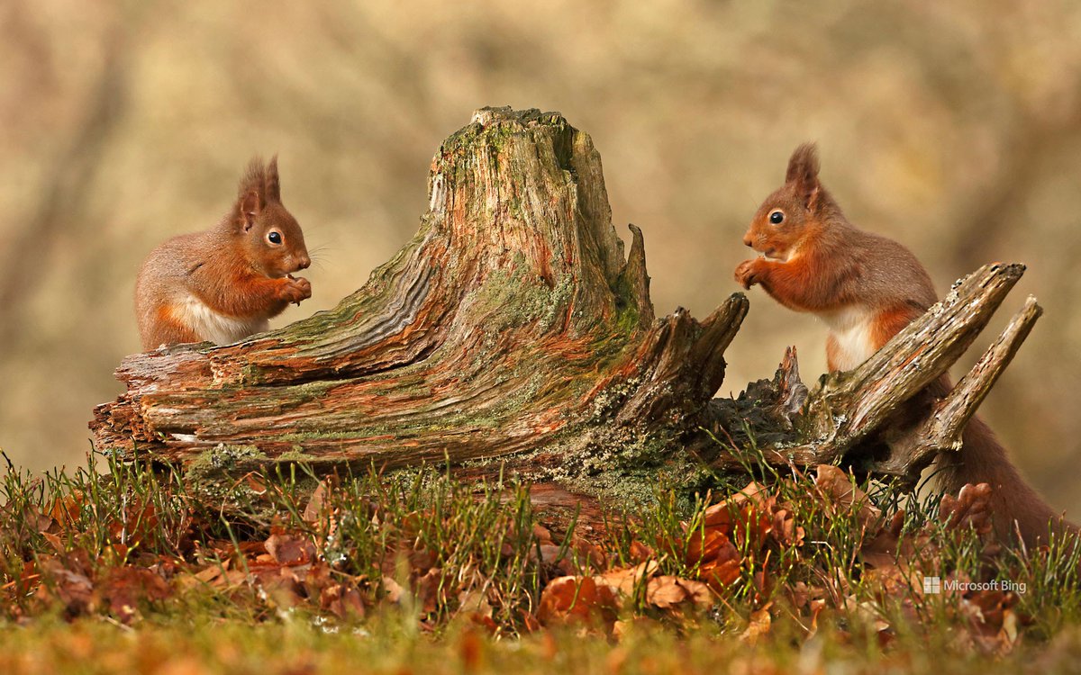 bing_gallery's tweet photo. Red squirrels, Cairngorms National Park, Scottish Highlands (© Scotland: The Big Picture/Minden Pictures)
____
#Red #squirrels #Cairngorms #Park #ScottishHighlands #Nature #Travel 
____
Download picture ⏬ 
For PC 💻:
https://t.co/XMKz28kLpP
For Mobile 📱:
https://t.co/eUEvXvJvYG https://t.co/r1eEppv4nd