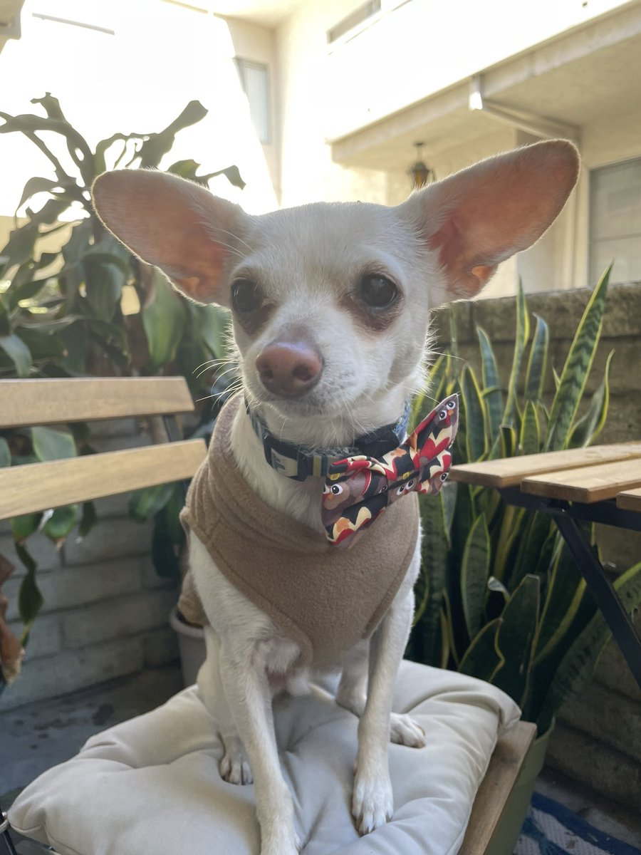Happy Thanksgiving ft. my dapper son in his turkey bowtie 🦃😍