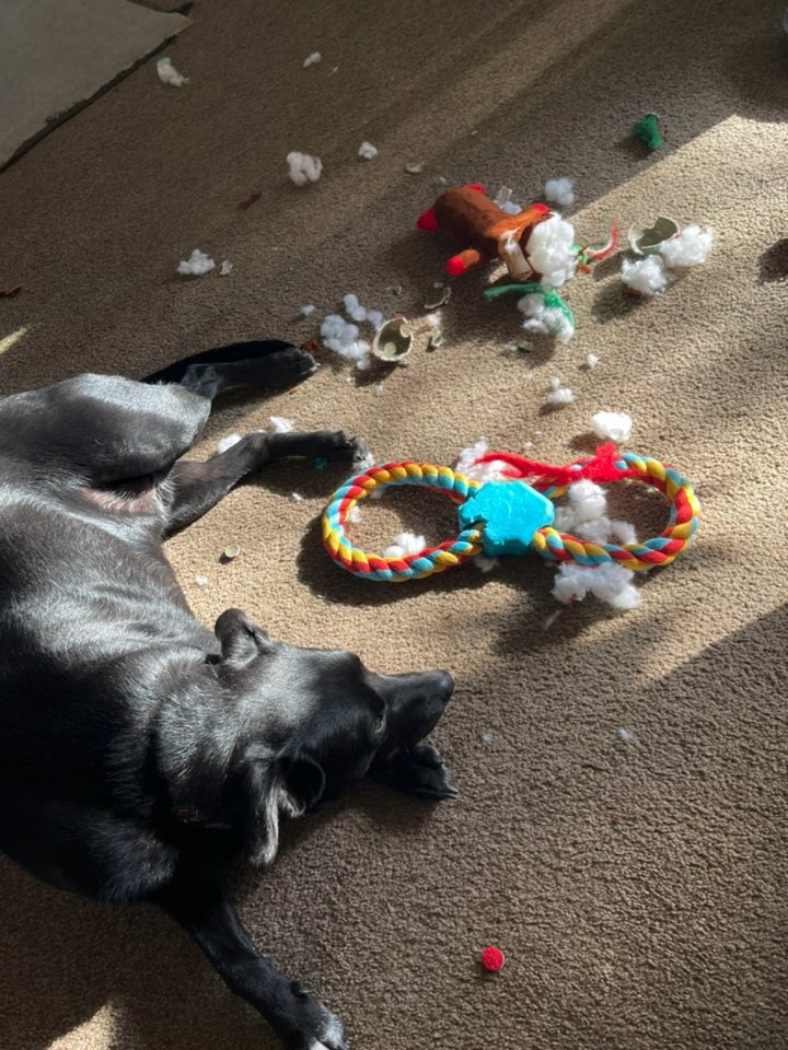 AngeliqueMGR's tweet photo. Ya destruyó casi todos sus regalos 😂😂😂😂
#BenjiThedog https://t.co/rlryJCBF8B
