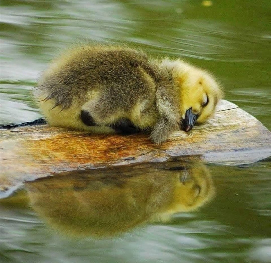 birds___animals's tweet photo. Possibly the cuttest thing ever❤️
Nice picture, I wanted to share it with you😍
#birds #wildlifephotography #wildlife #naturelovers #nature #NaturePhotography #blackbird #underwaterphotography #birding #birdwatching https://t.co/PXX1GfSE6J