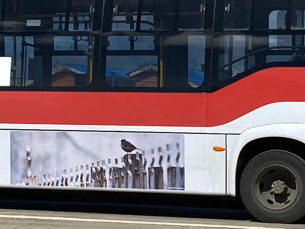 MTTMagallanes's tweet photo. 🥳Desde hoy podemos ver cómo nuestro servicio urbano de transporte #RedPuntaArenas se hace cómplice con nuestra ciudad a través del arte fotográfico, ya que exhiben obras de 7 fotógrafos regionales plasmando con ello pertenencia e identidad local. https://t.co/6U368z6bFc