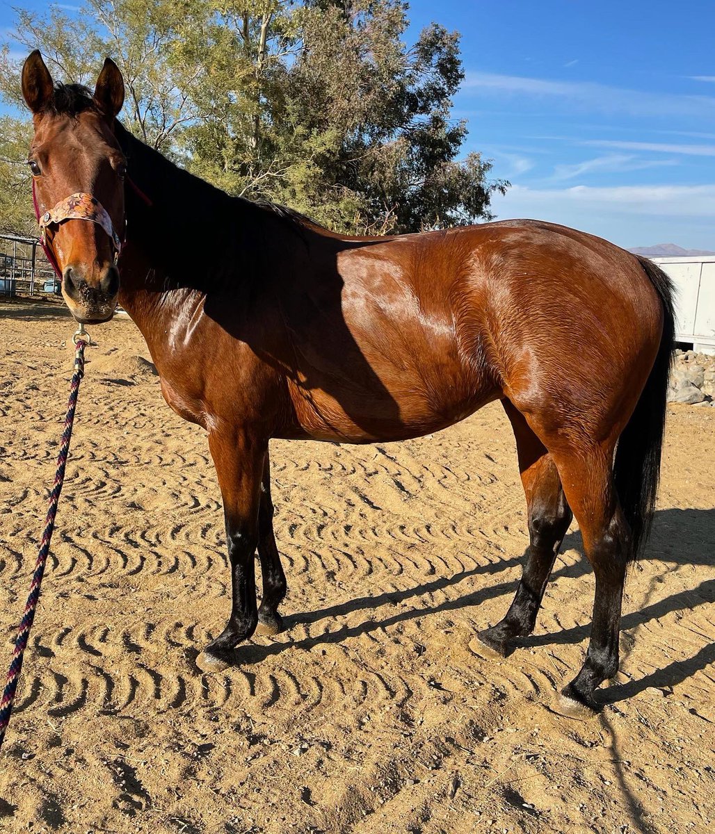 SoCalTBRescue's tweet photo. Happy thanksgiving ๐๐ฆ #Ruby #BeyondRubies #happythanksgiving #turkeyday #ottb #thoroughbredmare #baymare #adoptable #adoptdontshop https://t.co/SDC7wUtXpD