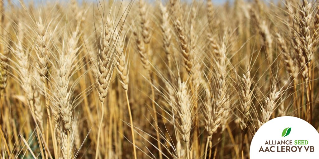 ParrishHeimbeck's tweet photo. #AACLeRoyVB, #SYTorach, #CDCPrecision & more—be sure to check out P&H's seed varieties from @AllianceSeed: https://t.co/HUwNBNibbc https://t.co/oeIct8N0zj
