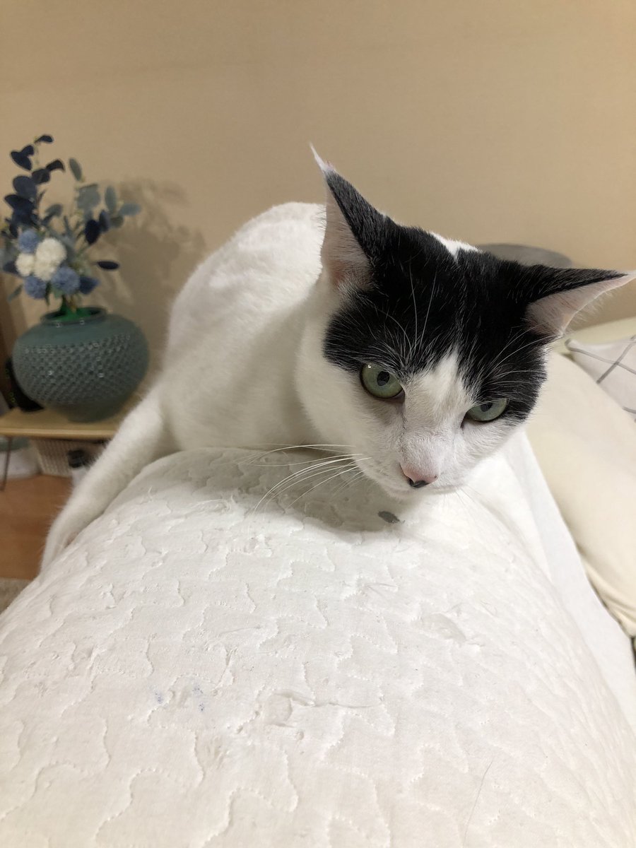 r732018's tweet photo. 目覚めにありがとう🍀
おはようございます😻
#いいフォローの日
一般社団法人CLEAN&ART様が制定
#いい風呂の日
また行きたいな
客室露天風呂付♨️
最近は
ビジネスホテルも佳き
#CANDEO
今日も咲顔繋がりに
感謝し��す🍀
#新肉球同盟写真部
#自分史倶楽部
#たけうちーむ https://t.co/fEhHjEUPfv