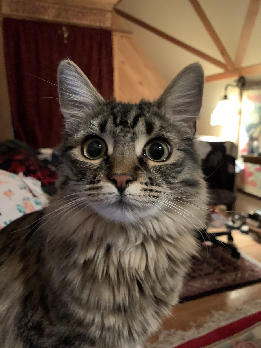 I am so grateful for this cat. She makes me smile every time I look at her.