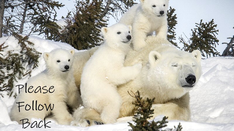 Poly Bear tweet media