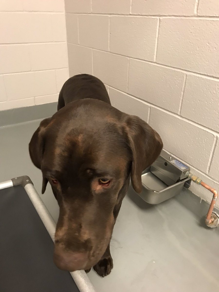 Help this sweet pup find his way back to grandmas. Deputies found this handsome fella wandering around Creekside Way in Highands Ranch. He was taken to the Buddy Center in Castle Rock. Let’s get him home in time for turkey. Pls retweet. ddfl.org