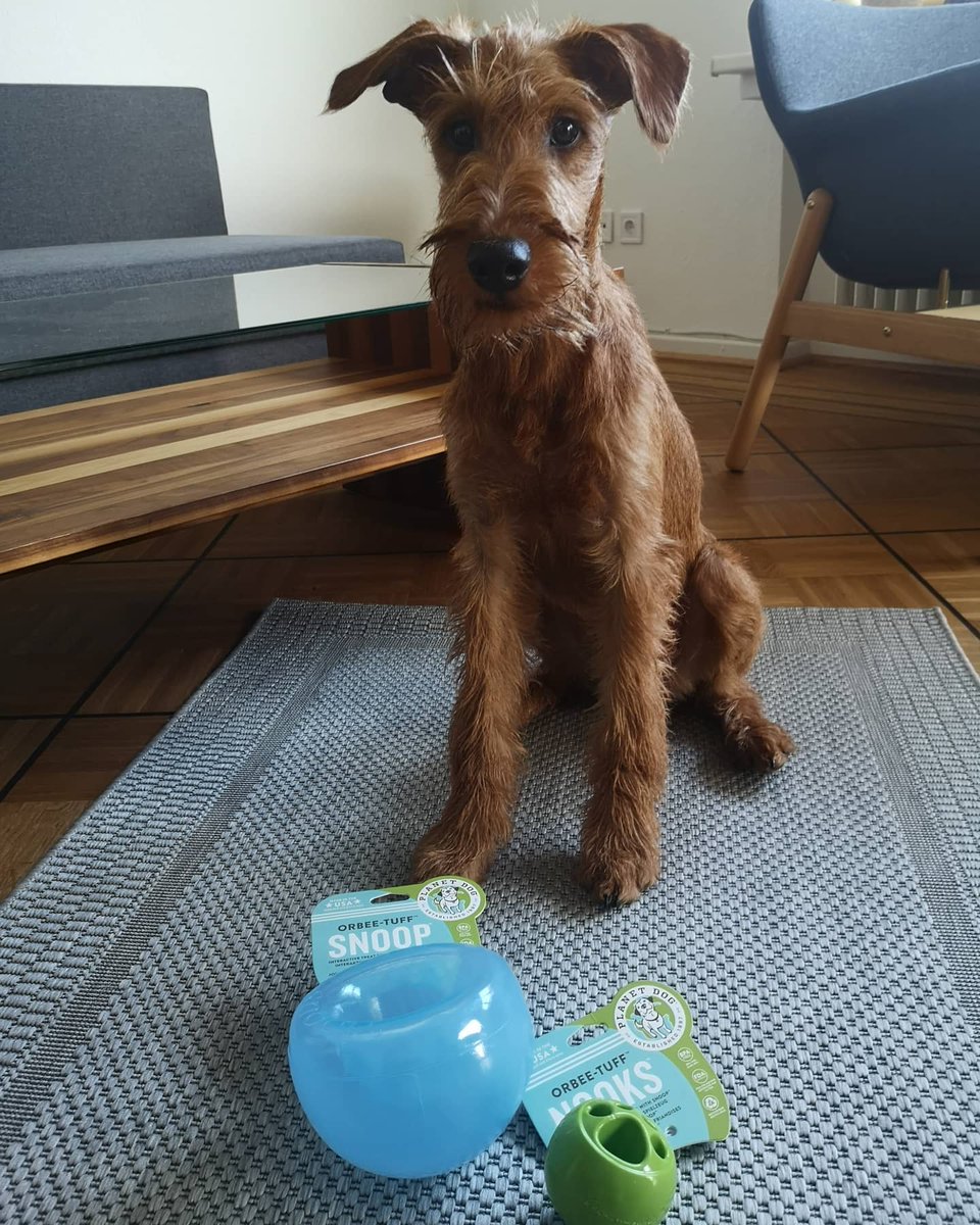 planetdoglife's tweet photo. Orbee-Tuff Snoop + Nook = 😁😁😁 

(📷 @askan_the_irish_terrier)

#dogoftheday #dogstagram #dogtoys #planetdog #dogsofinsta #dogsofig #planetdoglife #planetdogtoys #dogsofinstagram #ecofriendly #treatstuffer #DogsNeedToPlay #Enrichment #orbeetuff #OutwardHound https://t.co/TMjadPpkpS