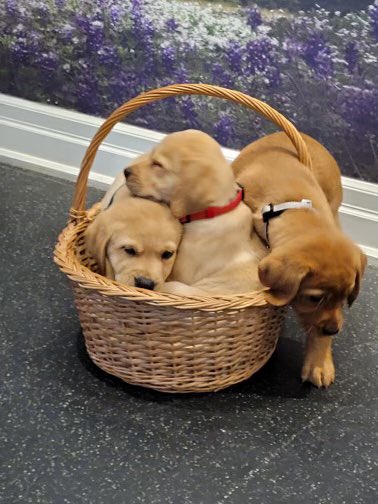 Boots On The Ground (@bootsotground) on Twitter photo We’re pleased to announce we’ve delivered 3 more puppies to 3 deserving #FirstResponders! They’ll now embark on a 2 year training journey together to become qualified service dogs! Special thanks to the Public Services Health & Safety Association’s sponsorship of 2 dogs! <a href="/PSHSAca/">Public Services Health & Safety Association</a> We’re pleased to announce we’ve delivered 3 more puppies to 3 deserving #FirstResponders! They’ll now embark on a 2 year training journey together to become qualified service dogs! Special thanks to the Public Services Health & Safety Association’s sponsorship of 2 dogs! <a href="/PSHSAca/">Public Services Health & Safety Association</a>