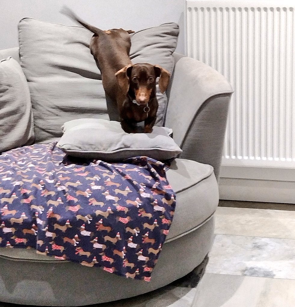AdventuresCoco's tweet photo. I just sit around each morning waiting for the 'ok' to eat. Now tell me what's wrong with this pose? #intheblocks #getsetgo #readywhenyouare #dachshund Sausage dog or #slinkydog https://t.co/rjMGoP4evd