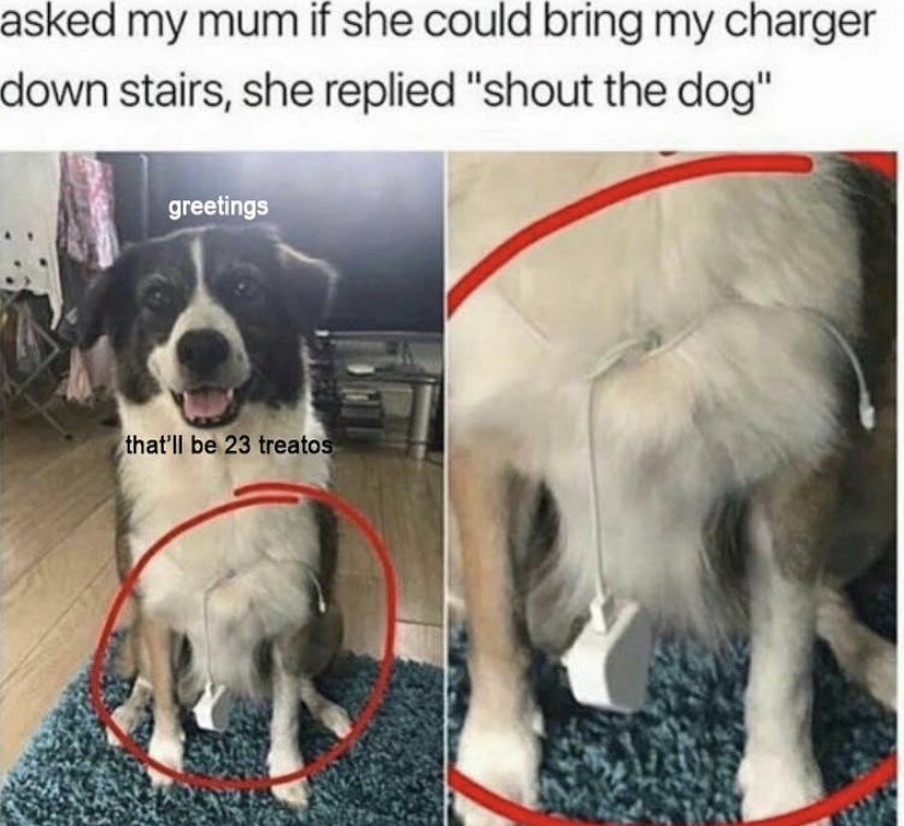 WholesomeMeme's tweet photo. https://t.co/8hq1QqFwIX
