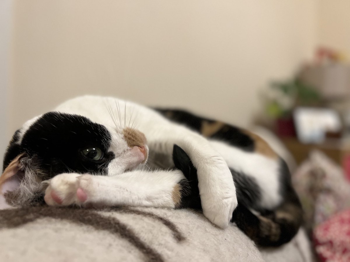 HeyMinervaFray's tweet photo. Sofa snuggles https://t.co/iWU7uZGMRp