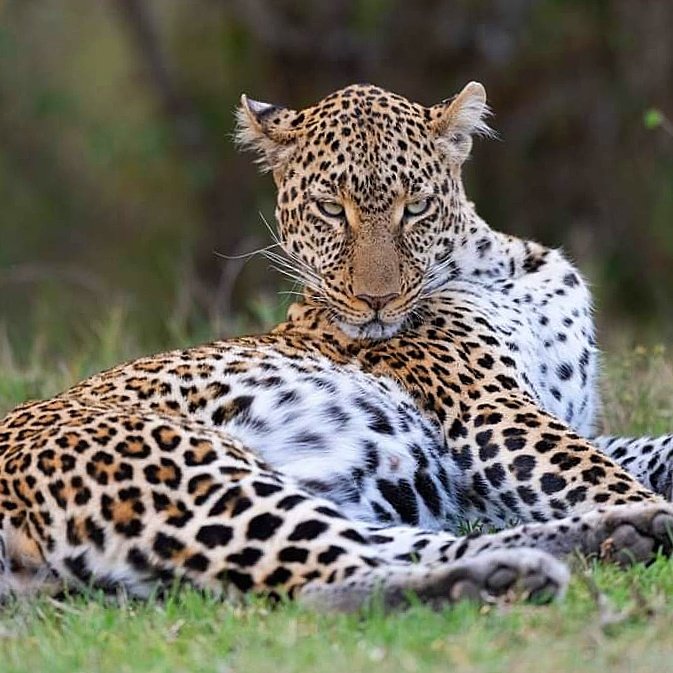 nimtreeWildlife's tweet photo. #NewProfilePic https://t.co/Tu4QZ05lex