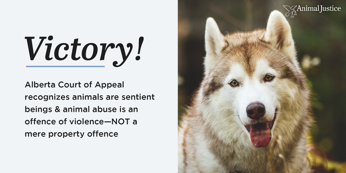 AnimalJustice's tweet photo. BREAKING: After hearing arguments presented by Animal Justice, the Alberta Court of Appeal agrees that crimes against animals are crimes of violence, &amp; that courts should protect animals from future harm when sentencing offenders! https://t.co/WxHuRBZNhz