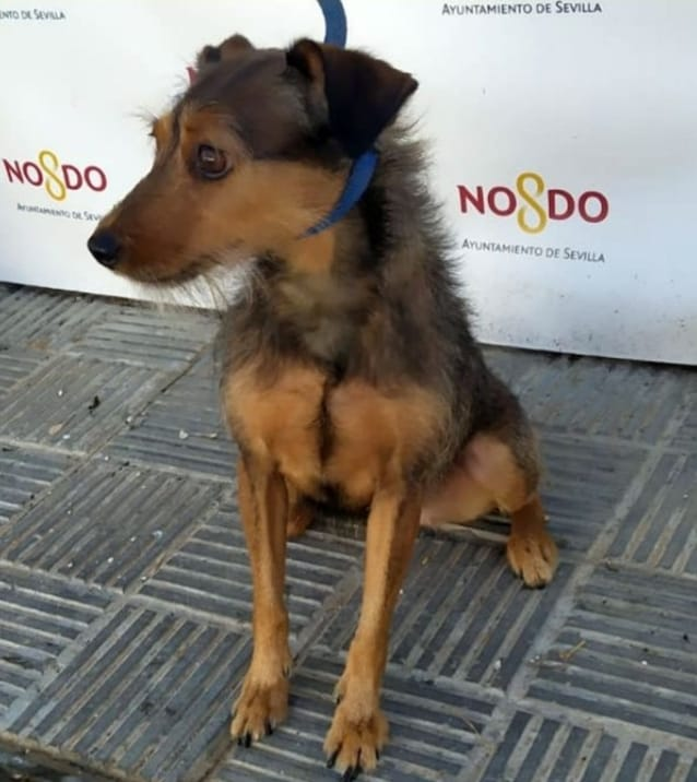 siviaromera1's tweet photo. URGENTE ES UNA DONACION 
EN PERRERA ZOOSANITARIO DE SEVILLA, EN SITUACIÓN DE ADOPTABLE.
Perrita cruce. DONADA Y CON CHIP.
Entregada por un particular el día 23 de Noviembre.
REFERENCIA: 2021/2677
TFNO ZOOSANITARIO: 955 47 17 88
INFORMACIÓN Y ADOPCIÓN:
adopcionanimal@sevilla.org https://t.co/okMx7Lh8vk