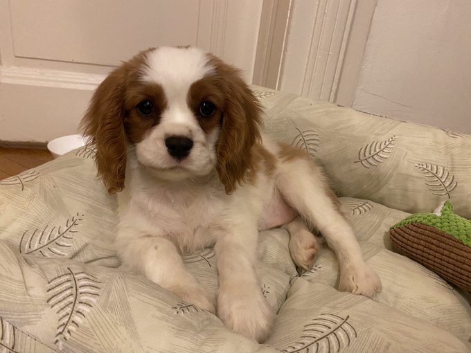 This is Bors&oacute; (means Pea). Our newest little man.🐶🥰 https://t.co/0m0iAj0nfR